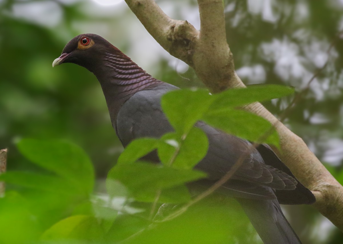 Scaly-naped Pigeon - ML612398606