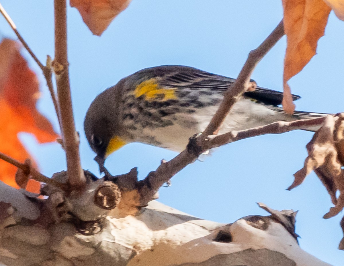 Yellow-rumped Warbler - Mary-Rose Hoang