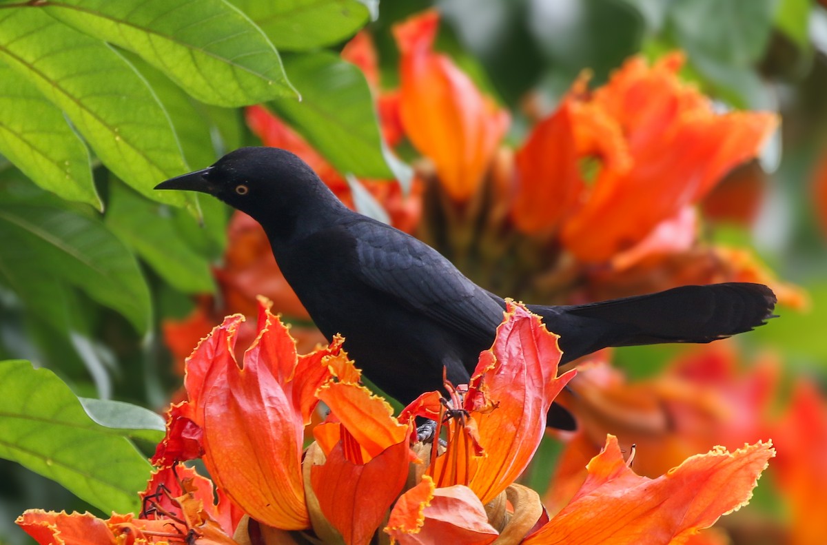 Greater Antillean Grackle - ML612398651