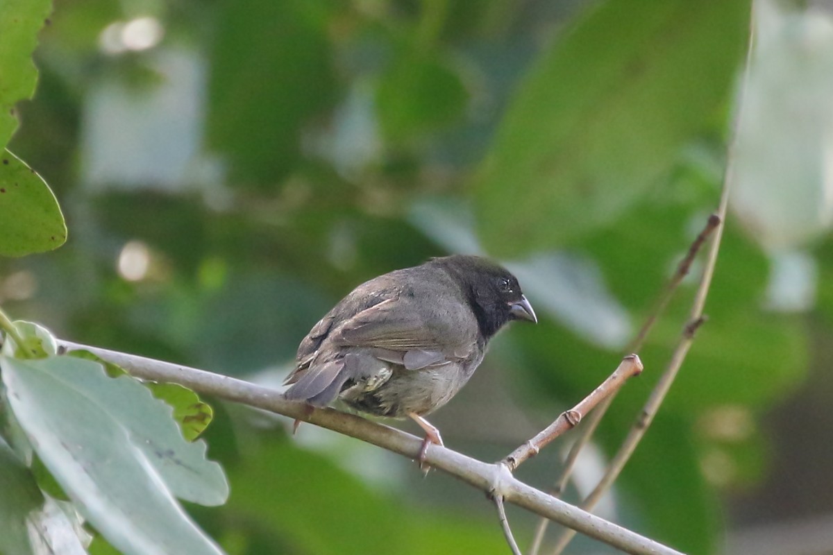 Black-faced Grassquit - ML612398691