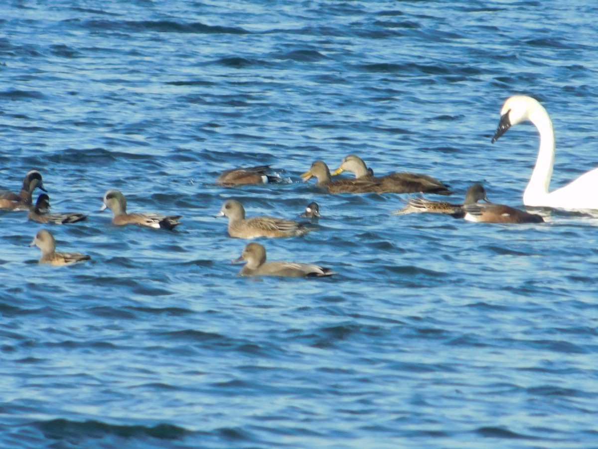 Canard chipeau - ML612398739