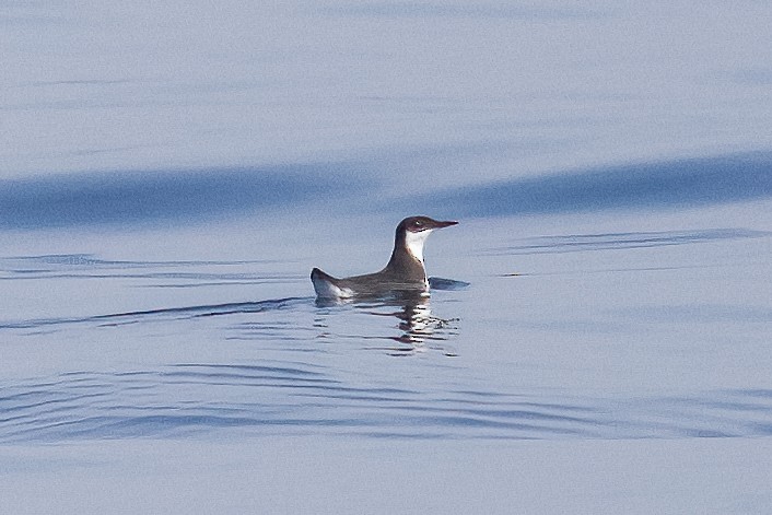 Craveri's Murrelet - ML612398745