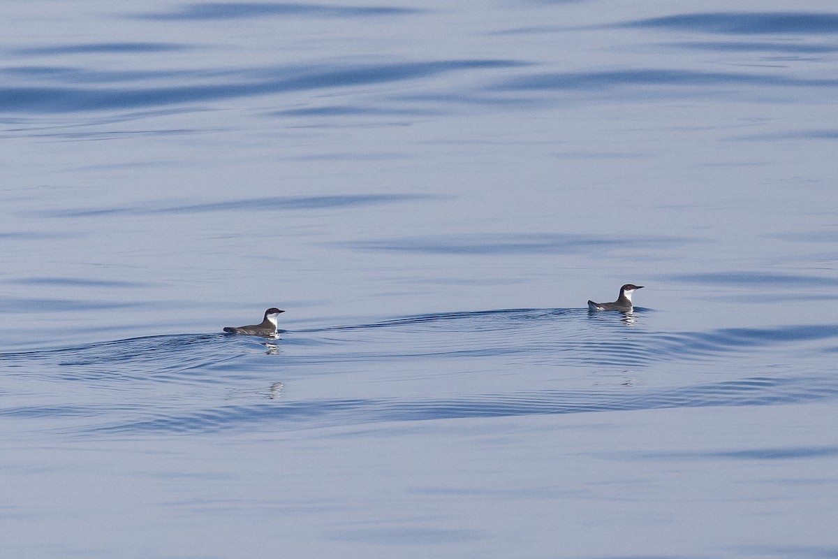 Craveri's Murrelet - ML612398746