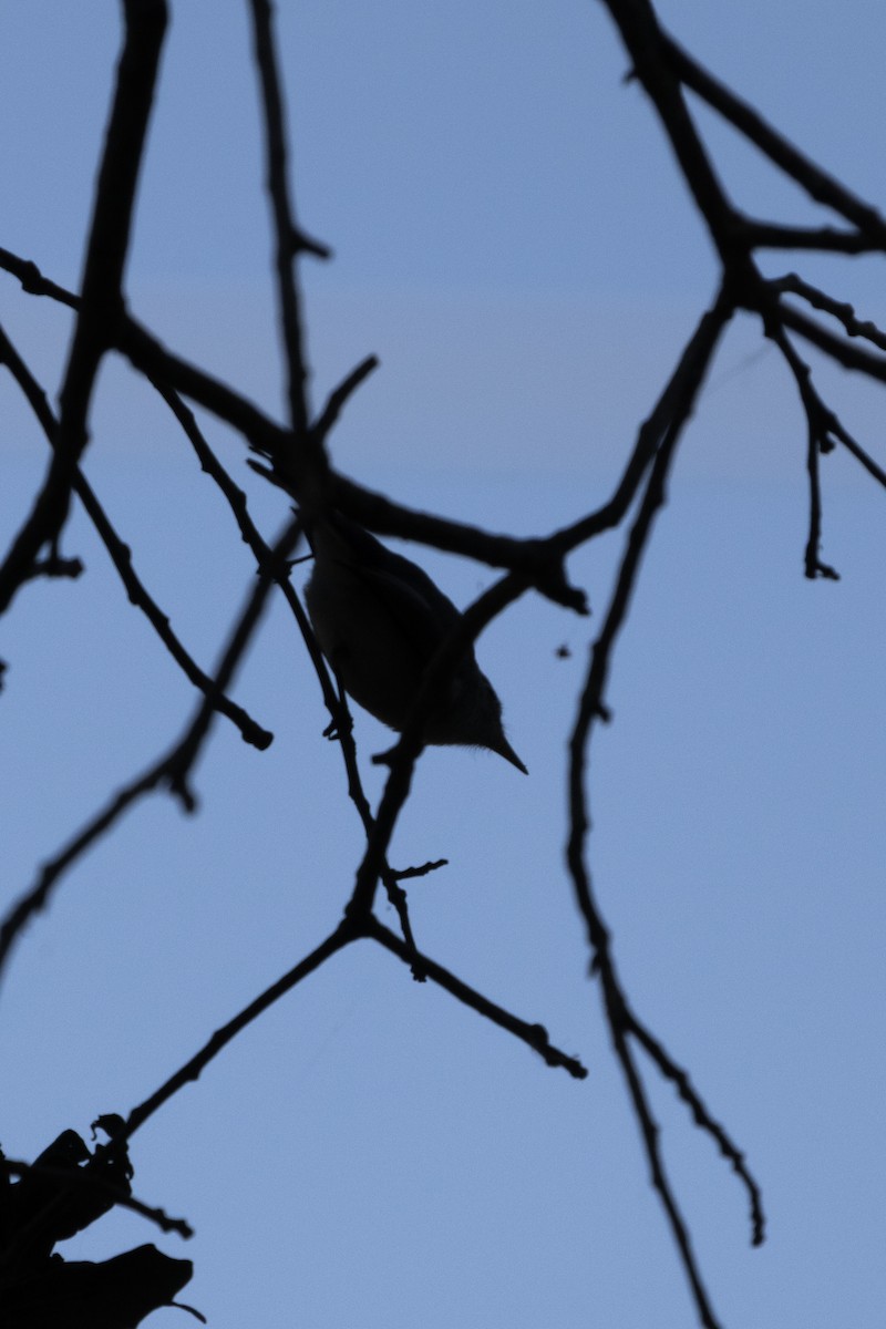 Blue-gray Gnatcatcher - ML612398822