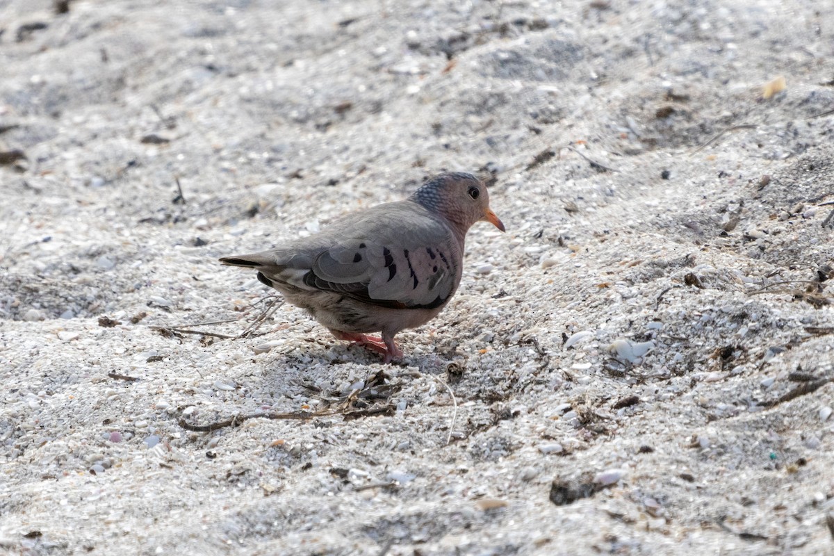 Common Ground Dove - ML612398986