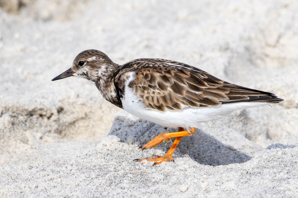 Ruddy Turnstone - ML612398989