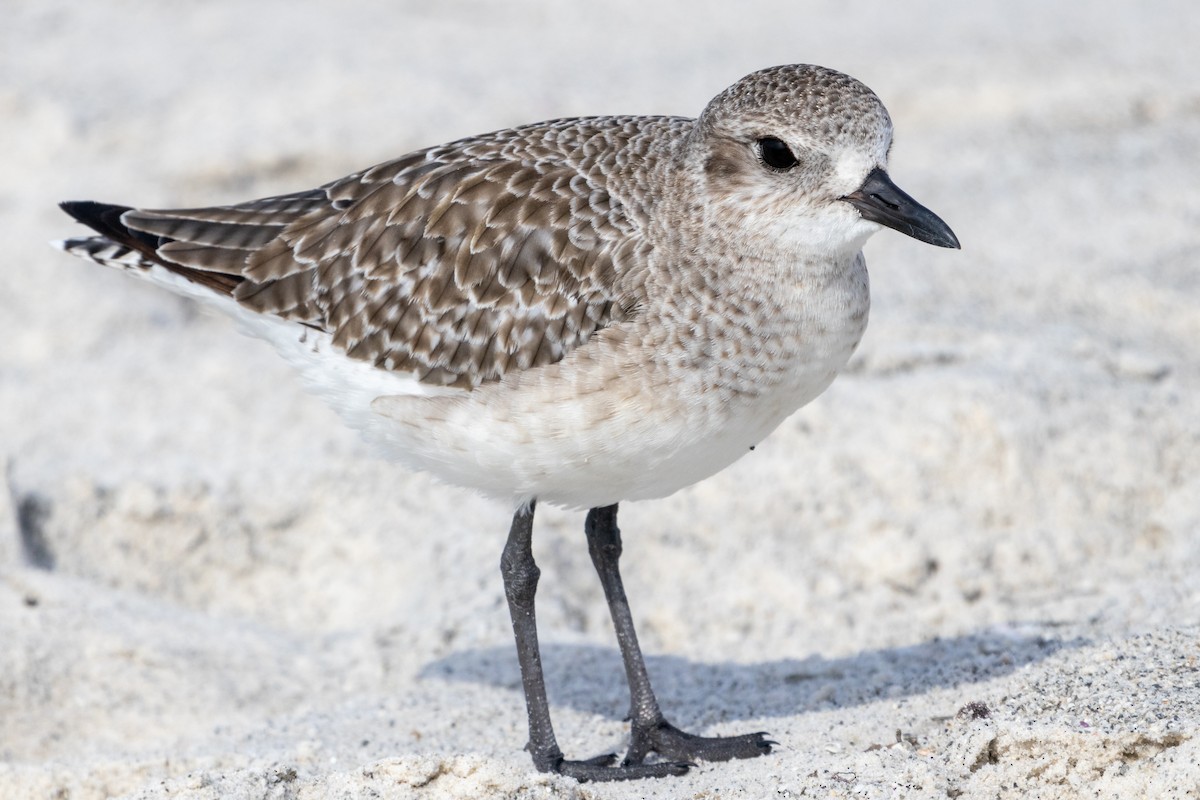 Black-bellied Plover - ML612398994