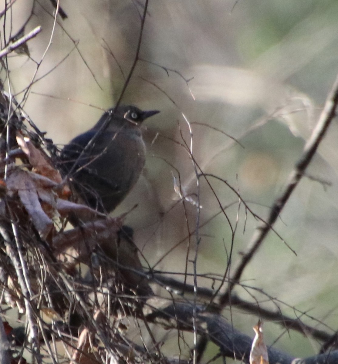 Rusty Blackbird - ML612399004