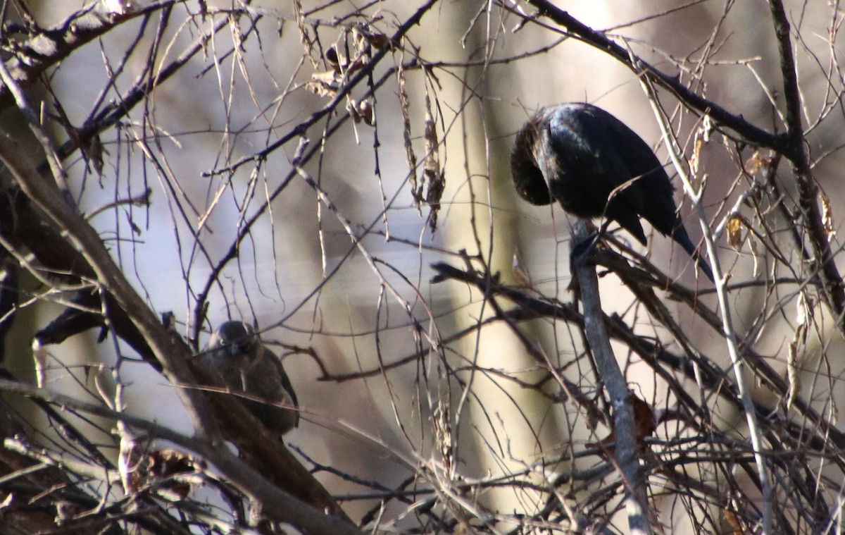 Rusty Blackbird - ML612399007