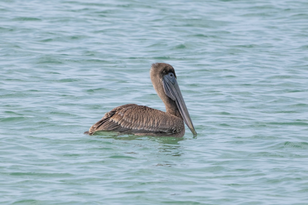 Brown Pelican - Matthew ‎