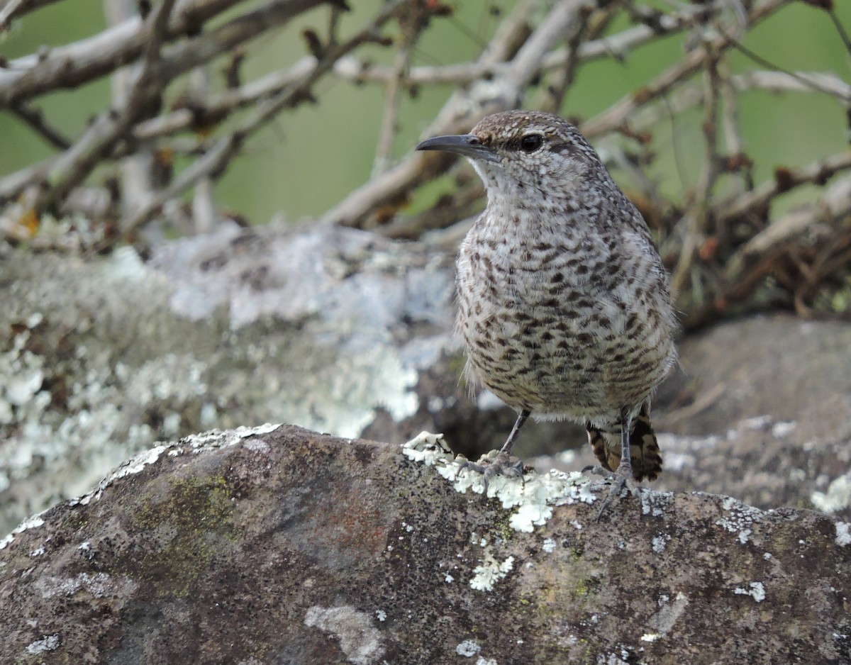 steinursmett - ML612399133