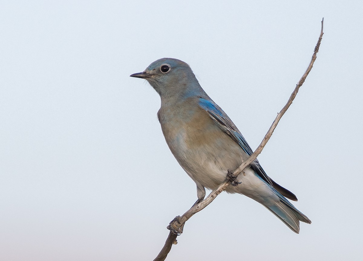 Mountain Bluebird - ML612399147