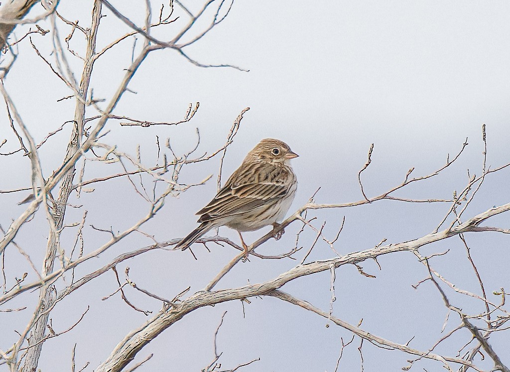 Vesper Sparrow - ML612399153