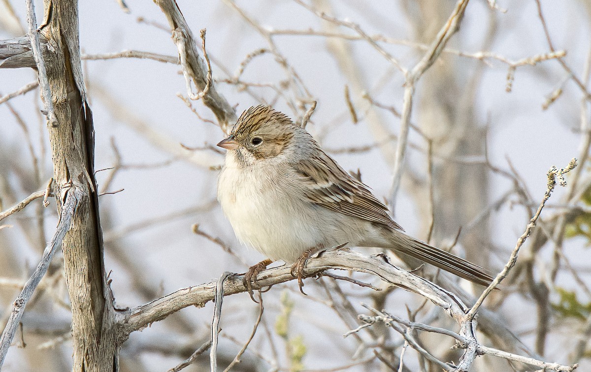 Brewer's Sparrow - ML612399159