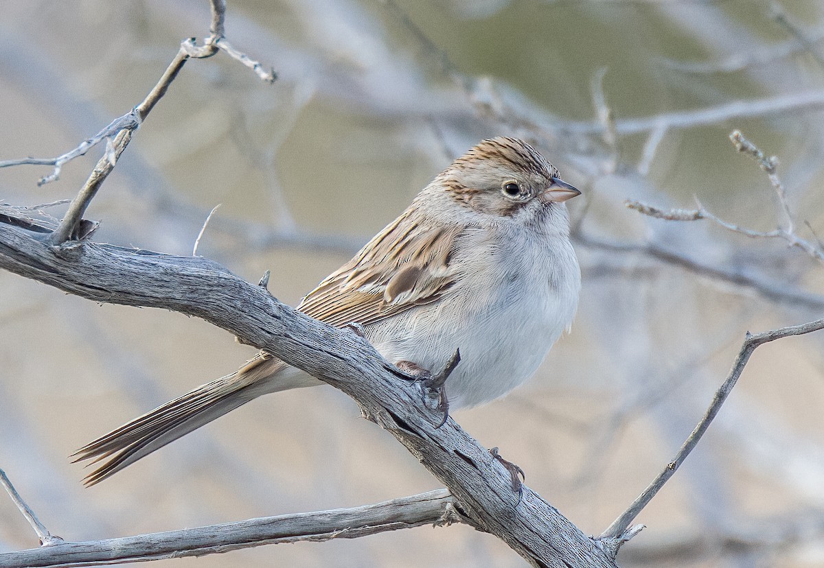 Brewer's Sparrow - ML612399160