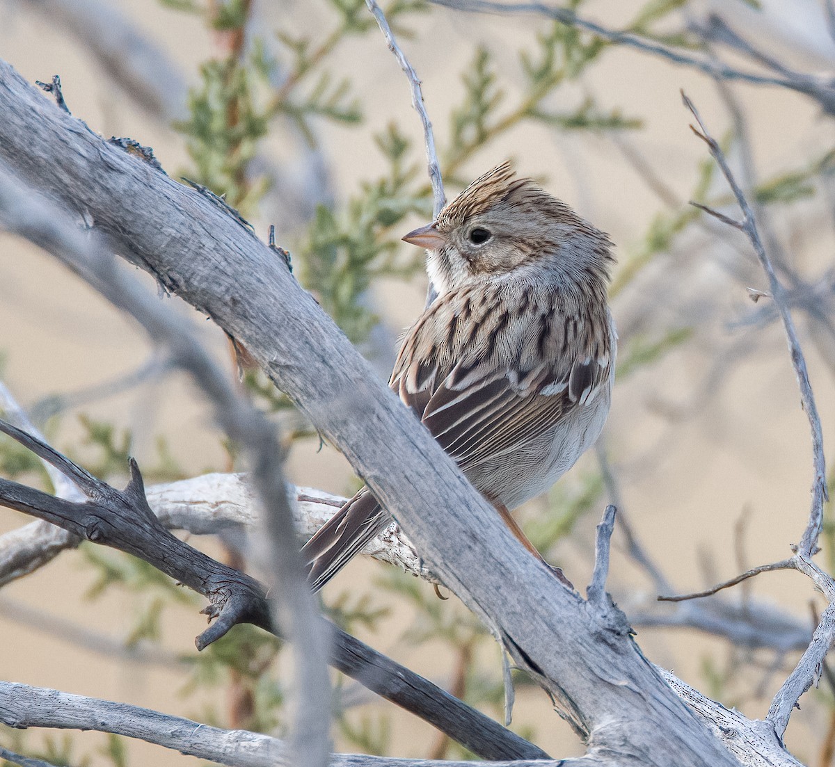 Brewer's Sparrow - ML612399161