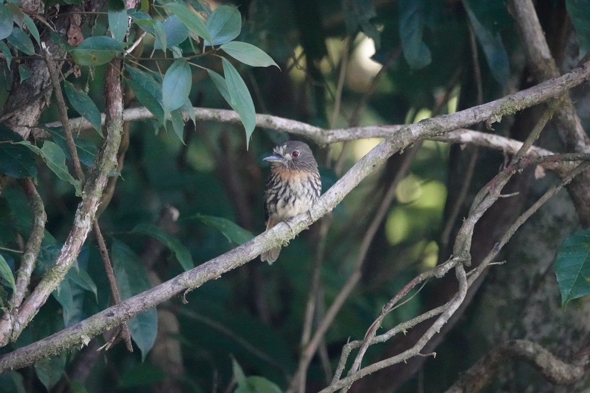 White-whiskered Puffbird - ML612399203