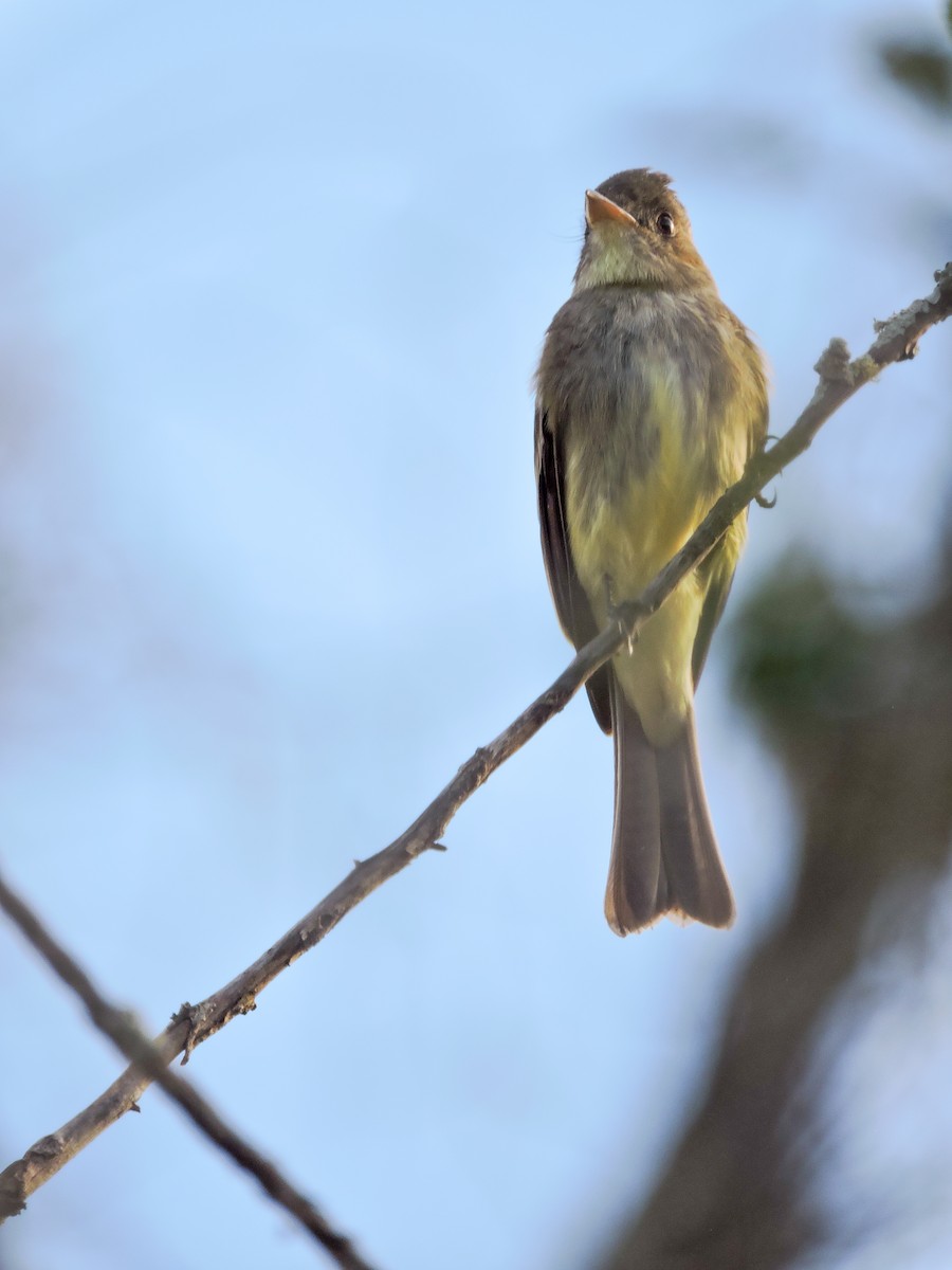 Northern Tropical Pewee - ML612399207