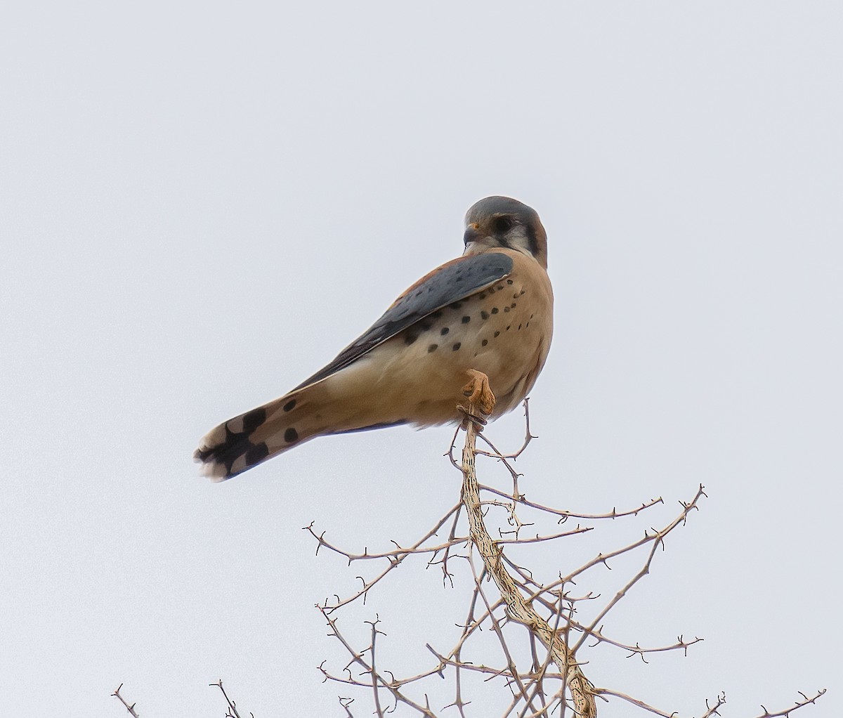 American Kestrel - ML612399217