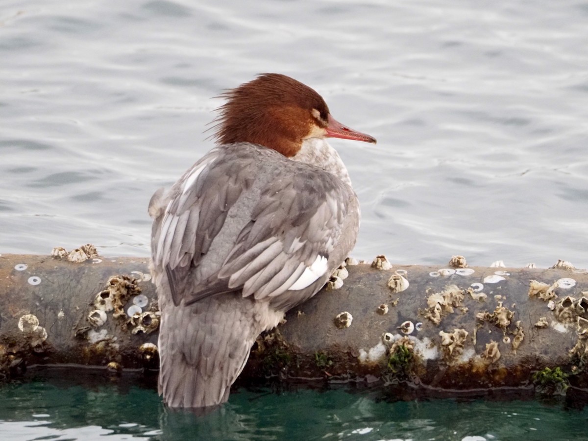 Common Merganser - ML612399226