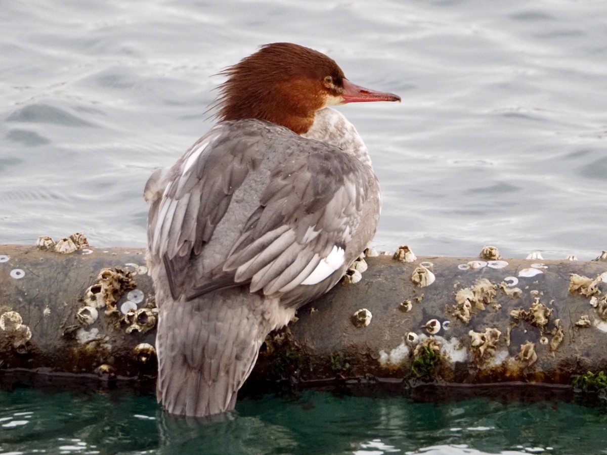 Common Merganser - ML612399227