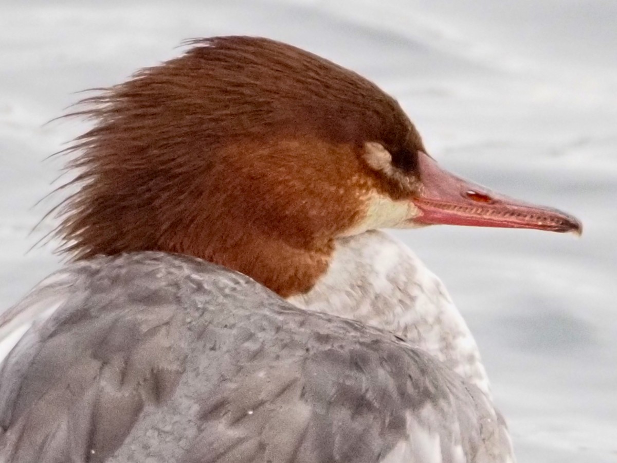 Common Merganser - ML612399228