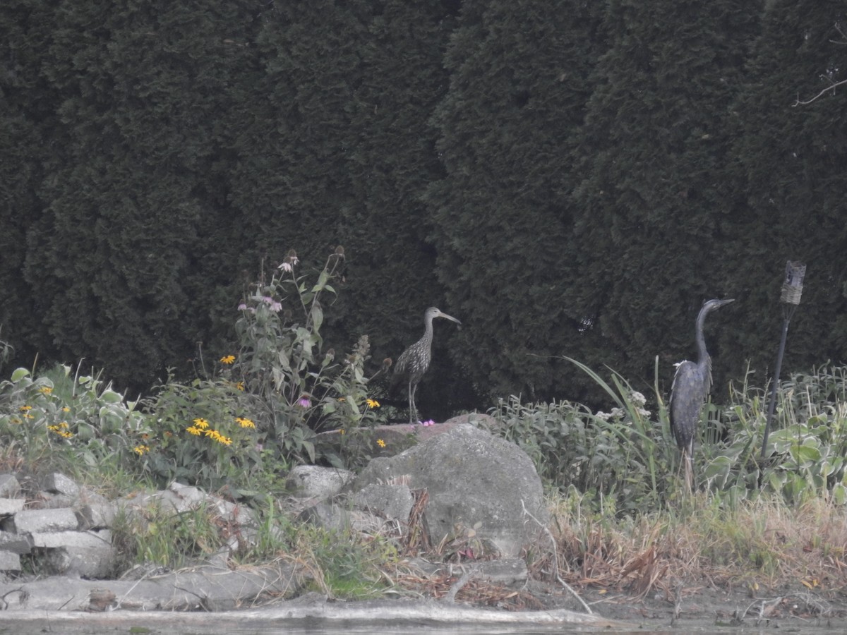 kurlan chřástalovitý - ML612399300