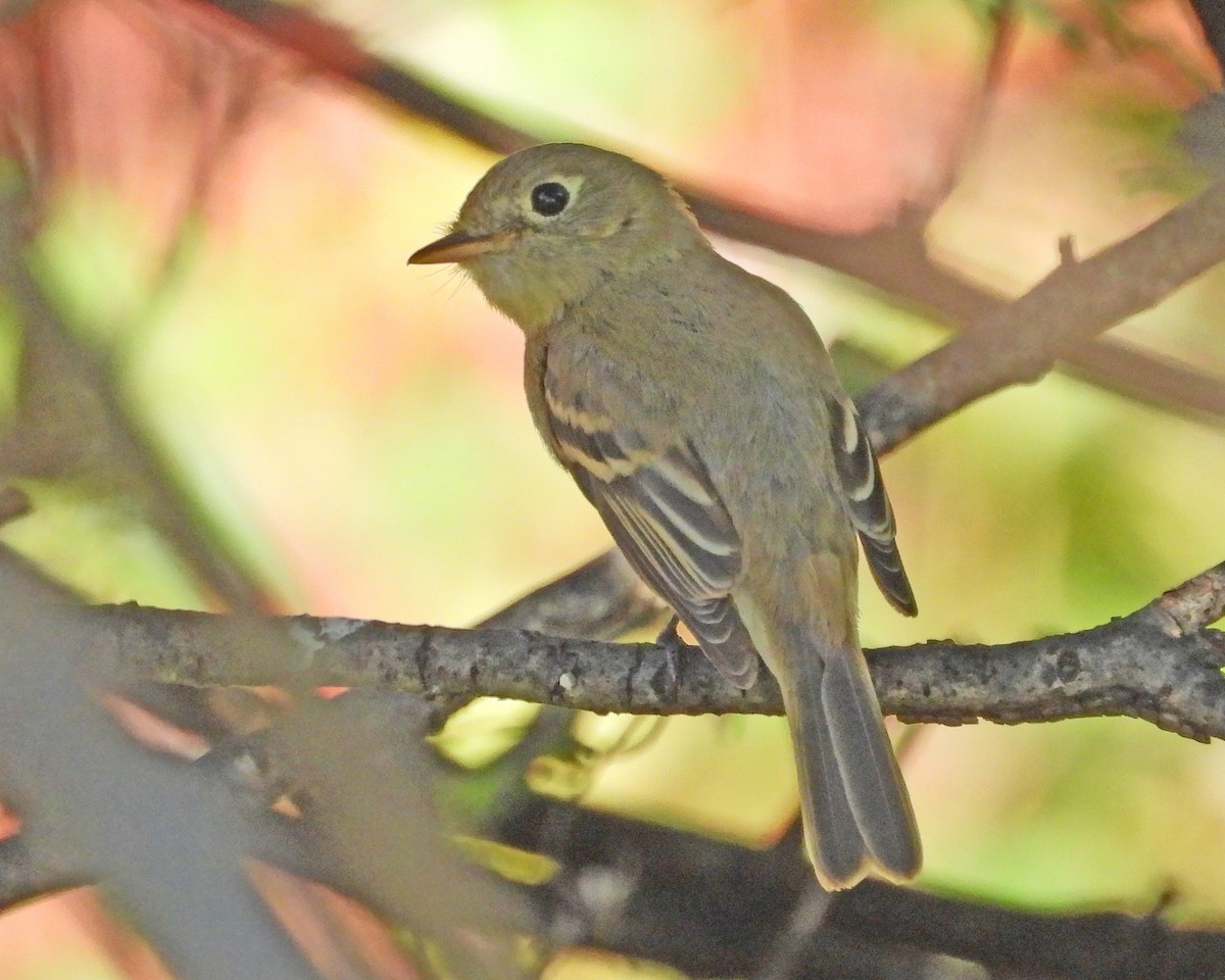 Western Flycatcher - ML612399346