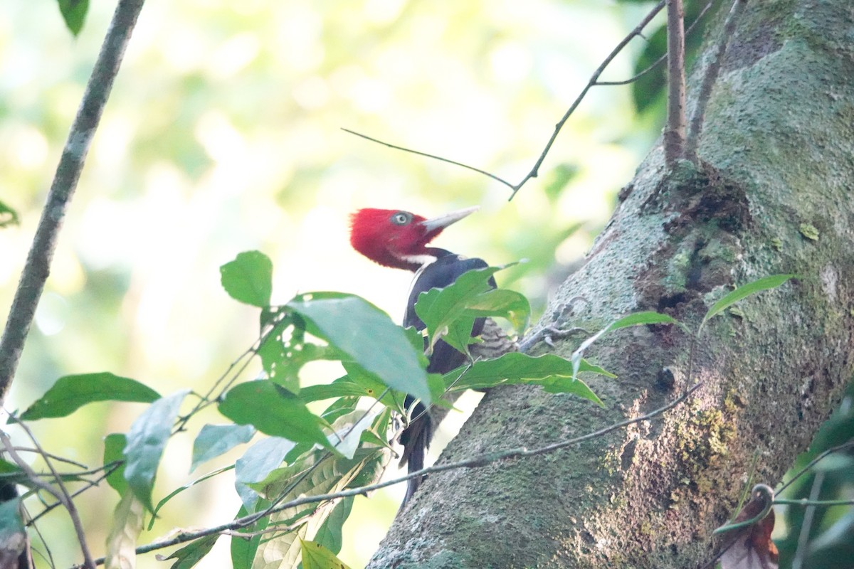 Pale-billed Woodpecker - Anne Goff