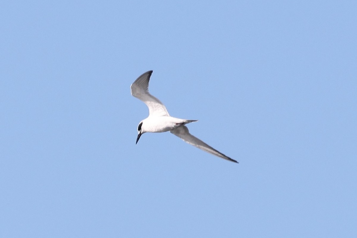 Forster's Tern - Kathy Richardson