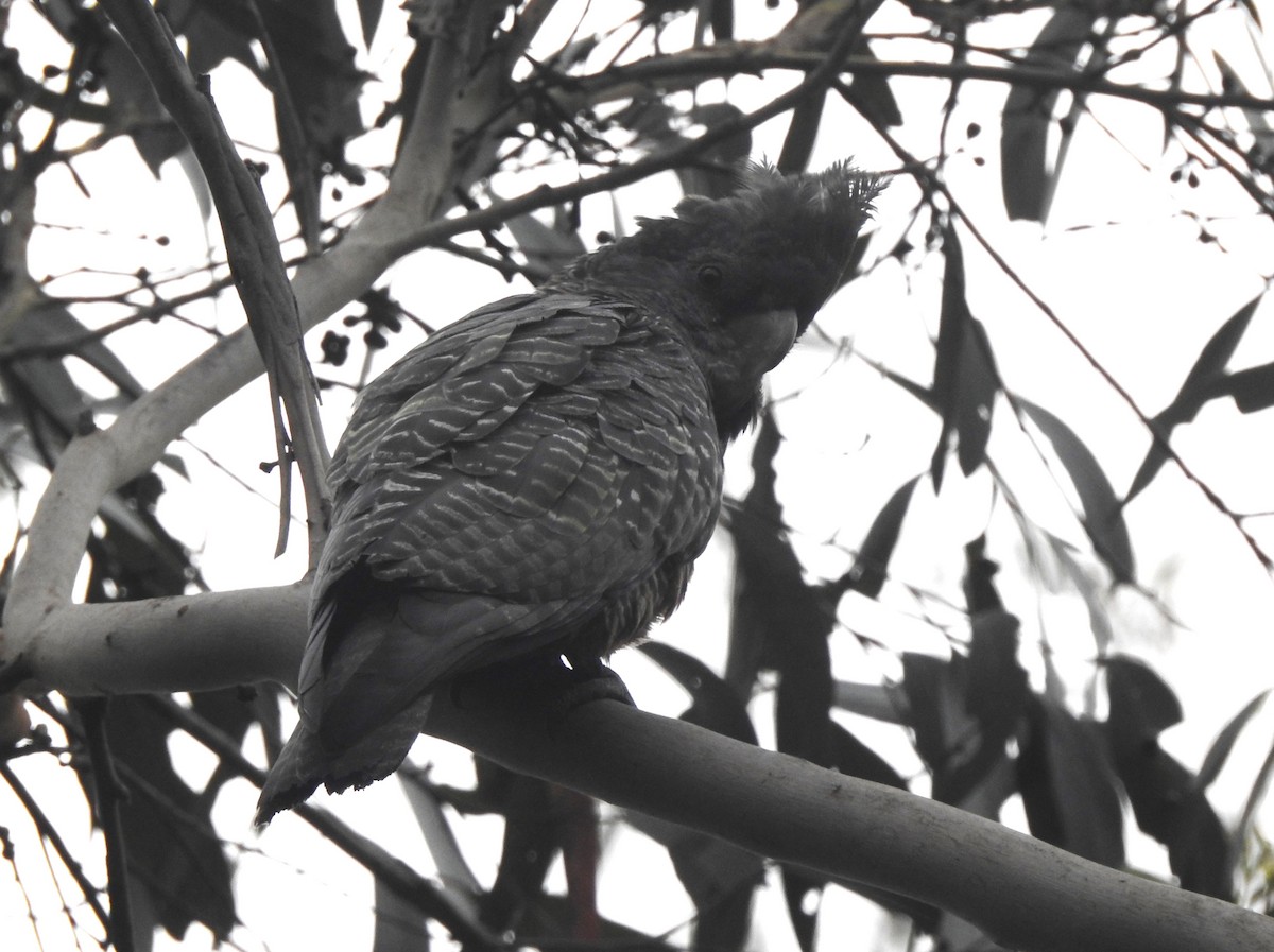 Gang-gang Cockatoo - ML612399399