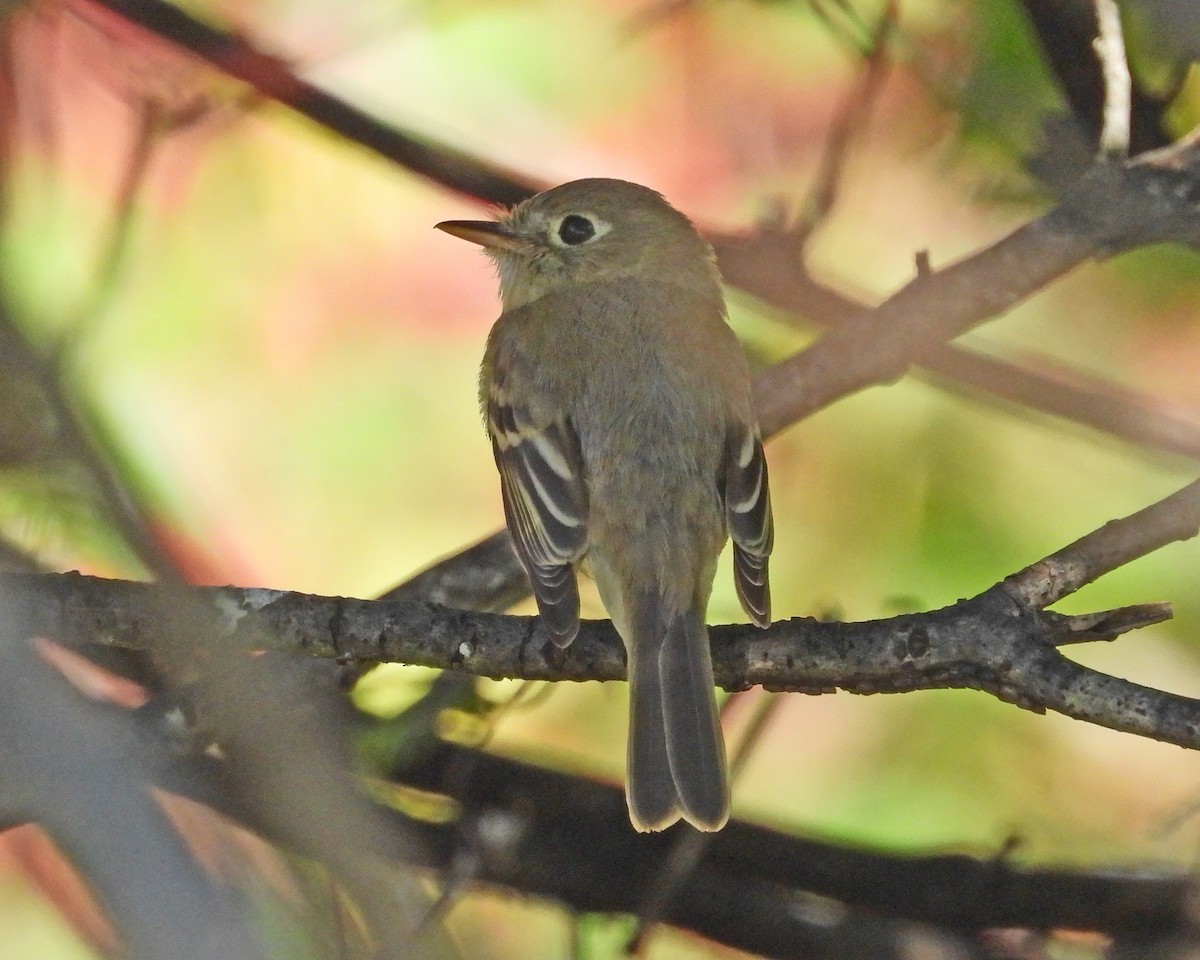 Western Flycatcher - ML612399400