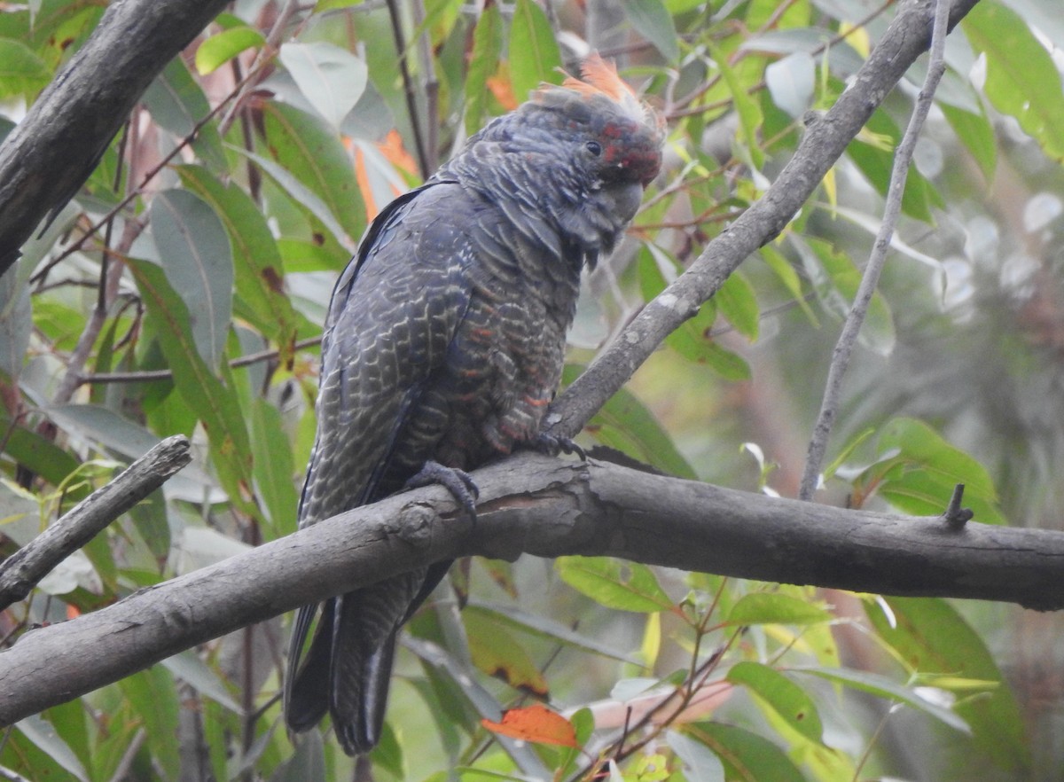 Gang-gang Cockatoo - ML612399403