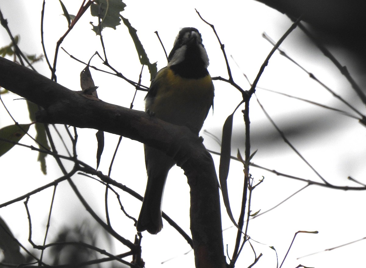 Eastern Shrike-tit - ML612399410