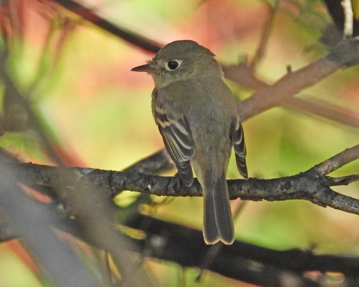 Western Flycatcher - ML612399414