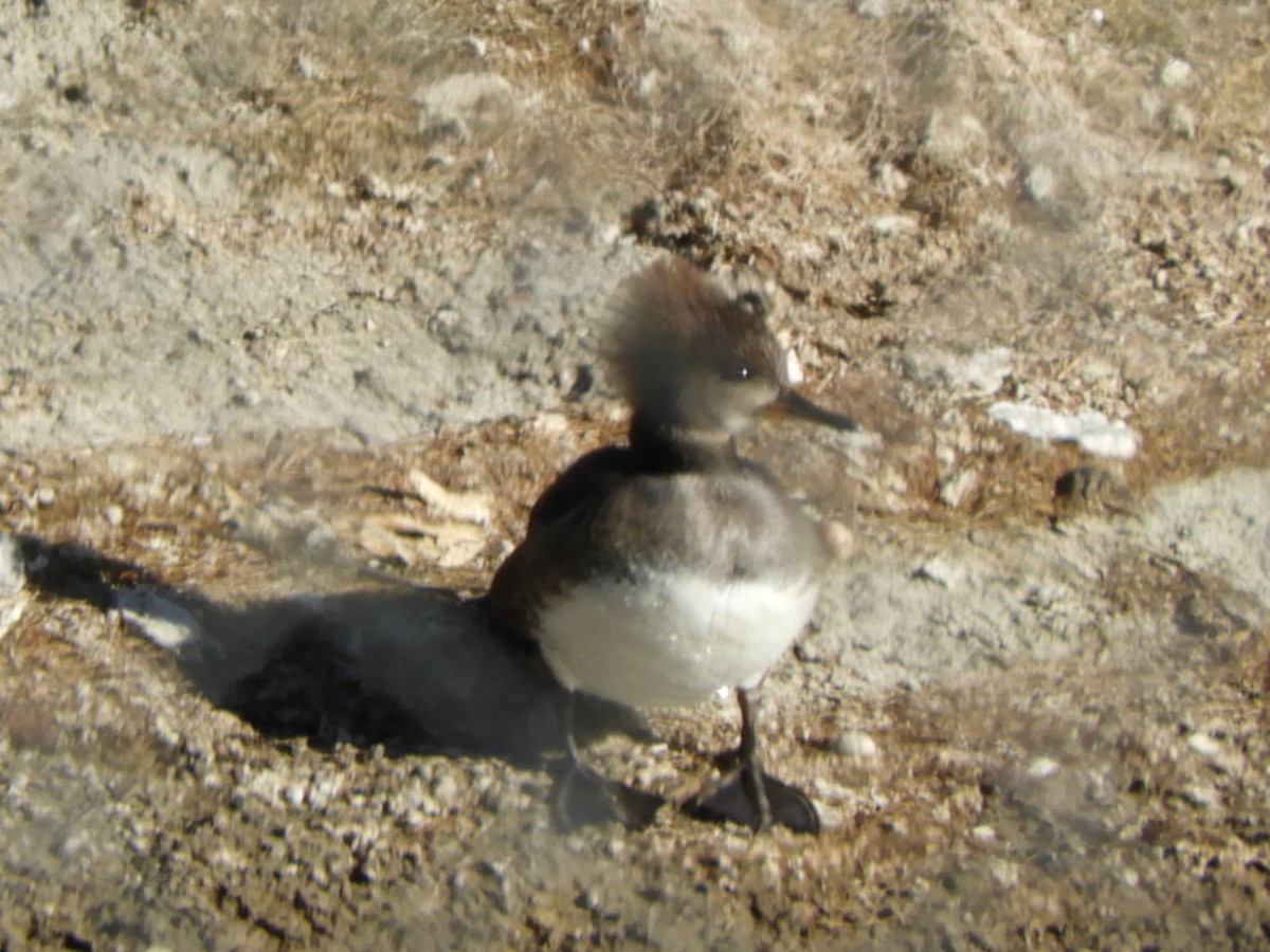 Hooded Merganser - ML612399419