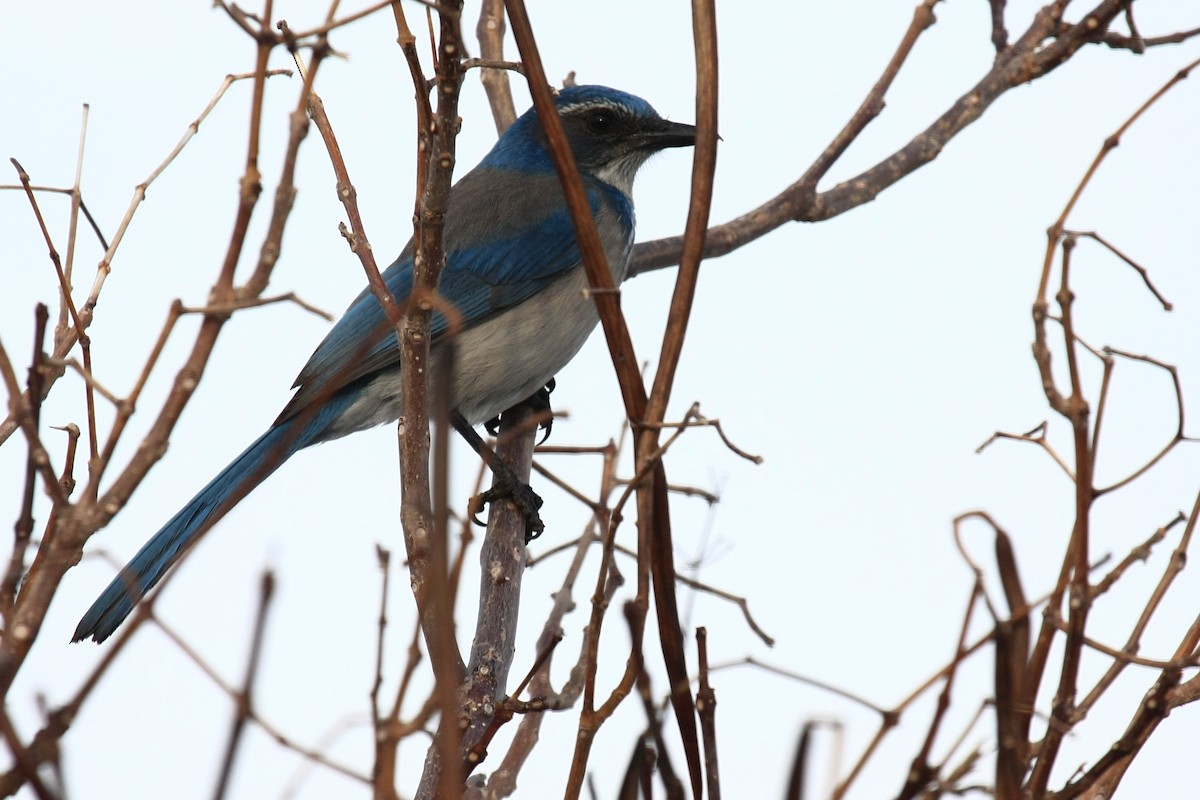 California Scrub-Jay - ML612399463