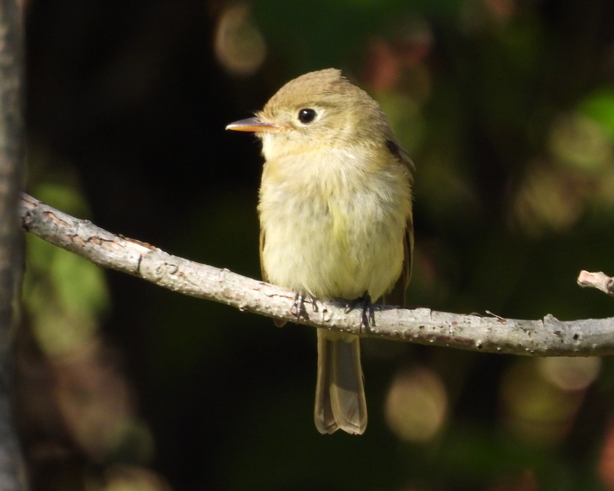 Western Flycatcher - ML612399476