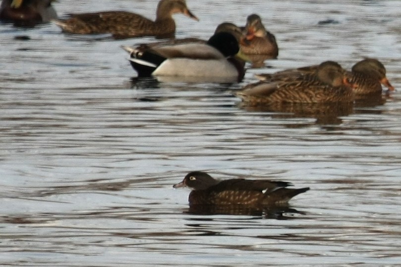 Wood Duck - ML612399501