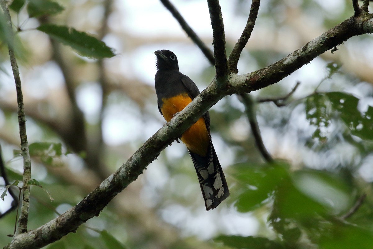 Green-backed Trogon - ML612399519