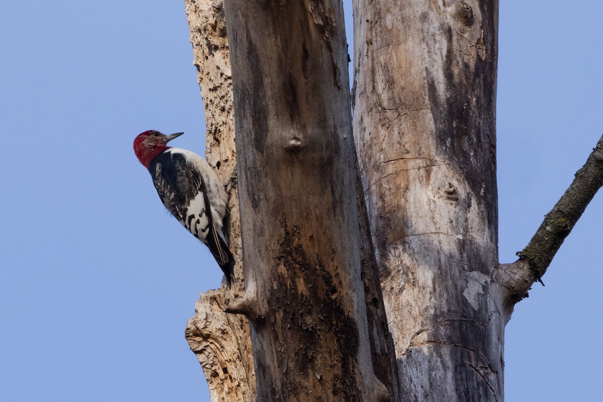 Red-headed Woodpecker - ML612399533