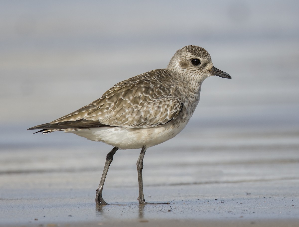 Black-bellied Plover - ML612399544