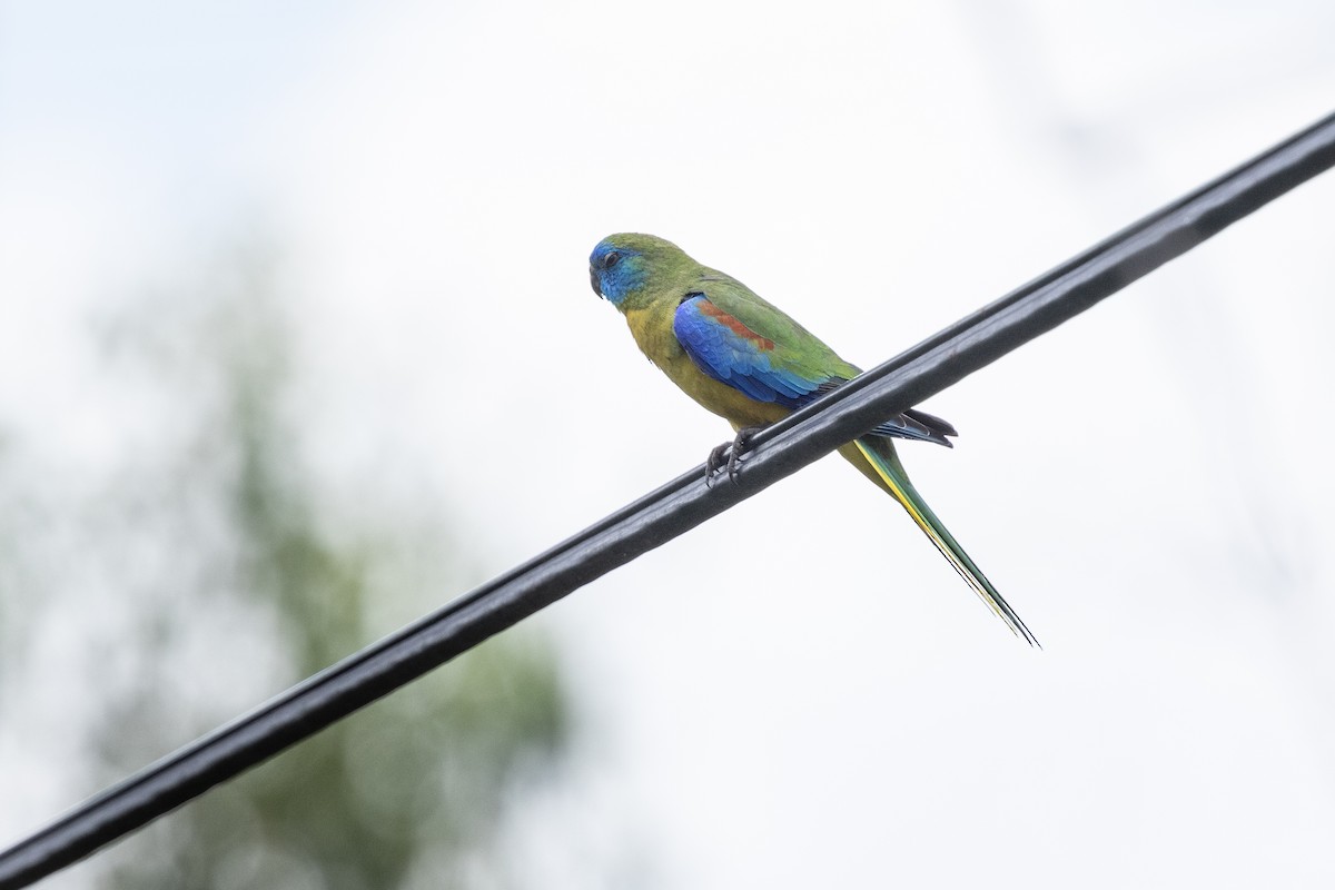 Turquoise Parrot - Nige Hartley