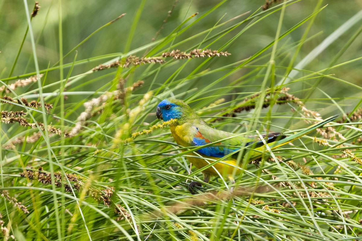 Turquoise Parrot - ML612399552