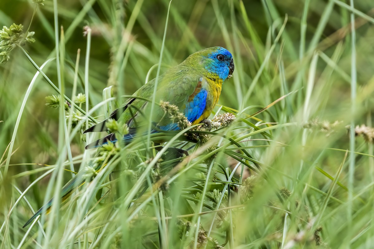 Turquoise Parrot - ML612399566