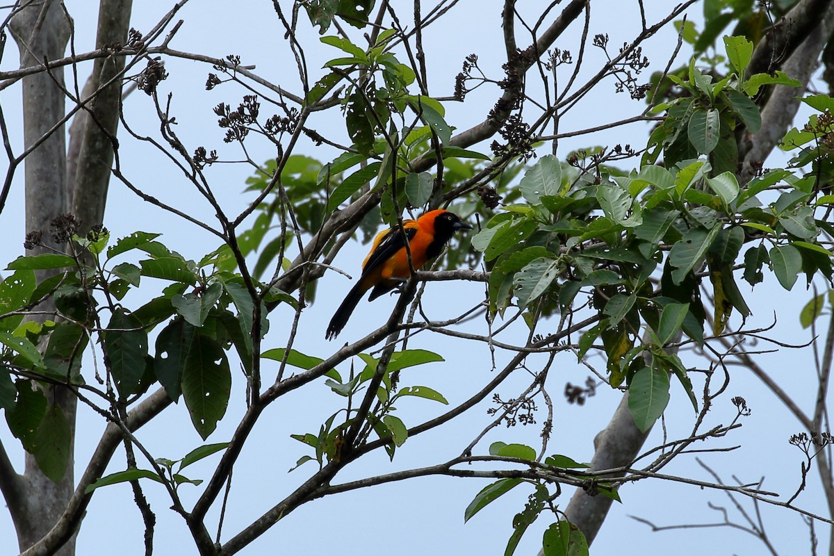 Orange-backed Troupial - ML612399569