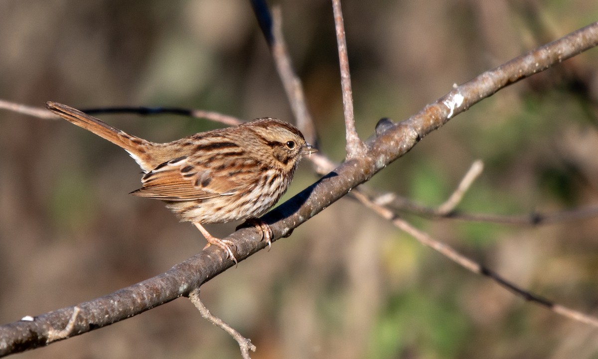 Song Sparrow - Tim Vellutini
