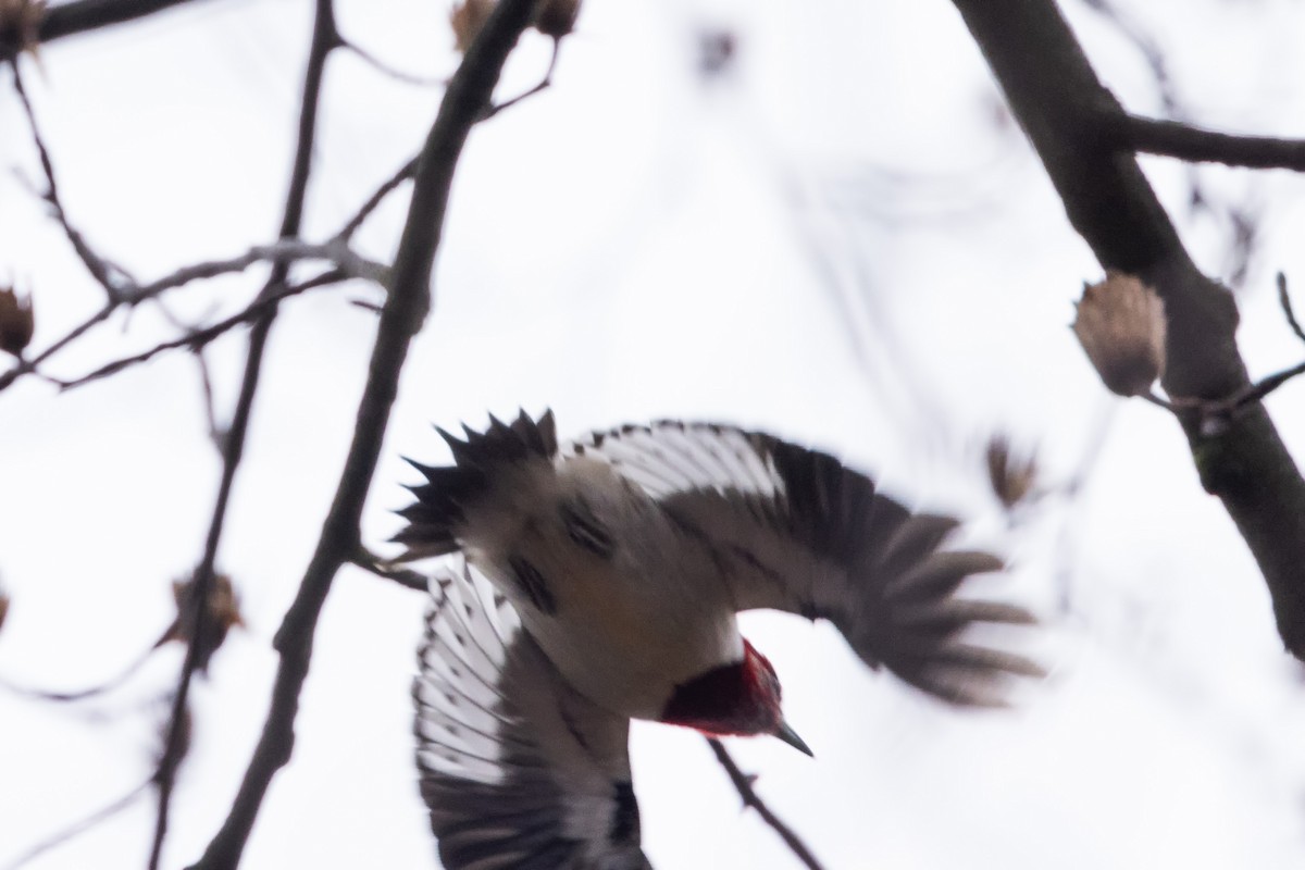 Red-headed Woodpecker - ML612399589