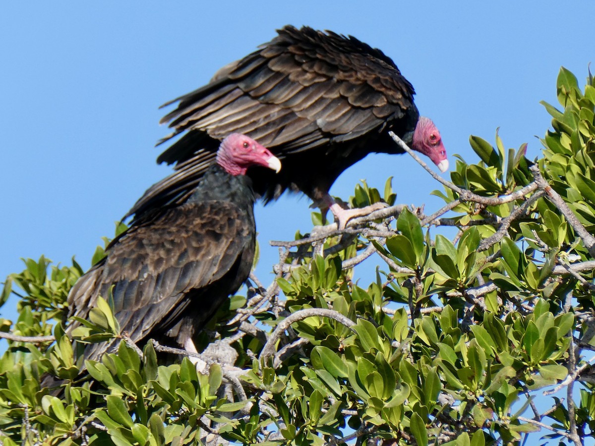 Turkey Vulture - ML612399652