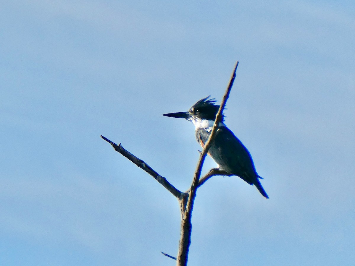 Belted Kingfisher - Susan Pellegrini